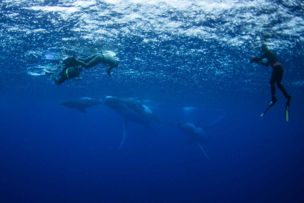 Swim with the Whales