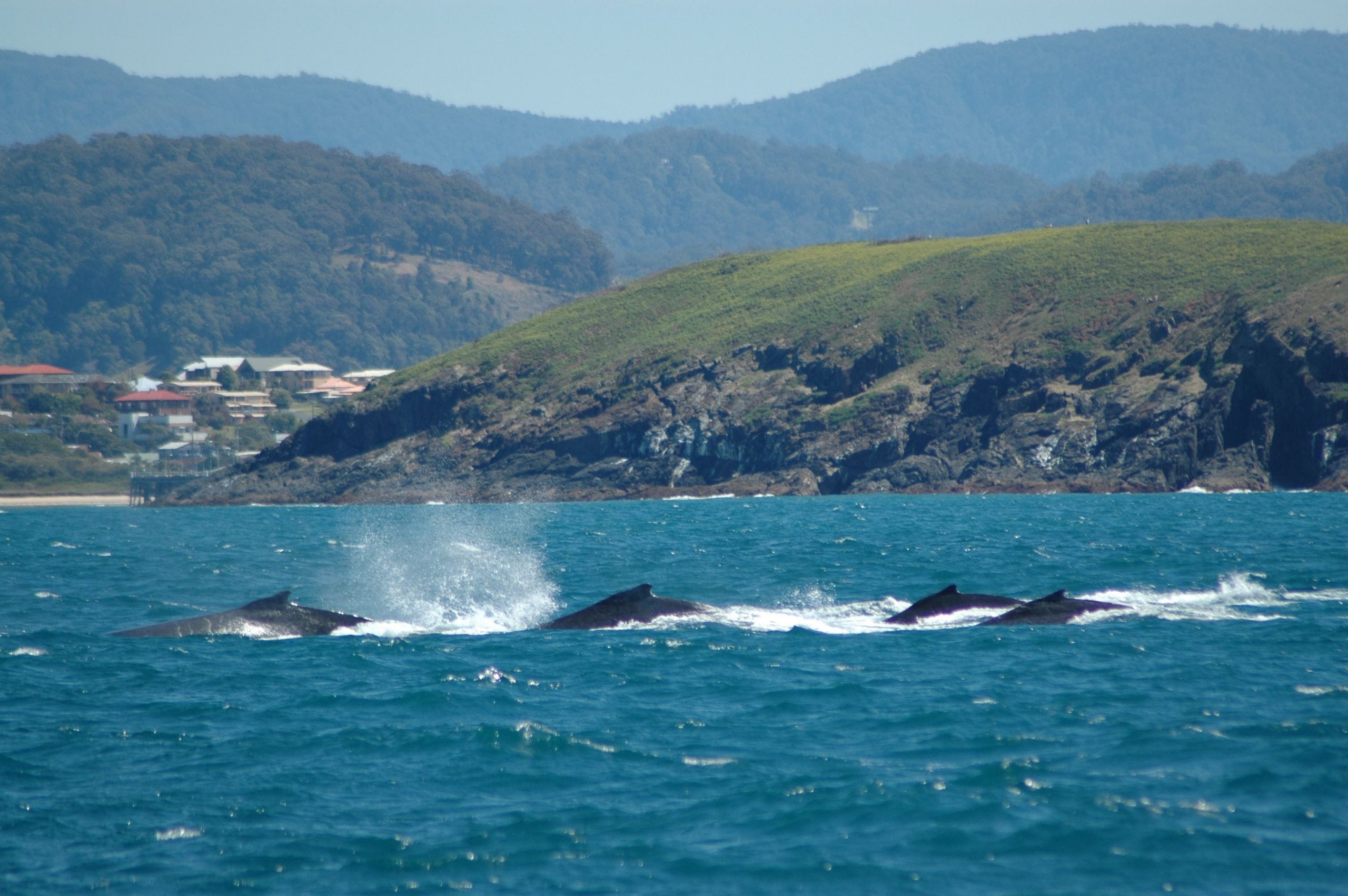 Whale Watch Experience