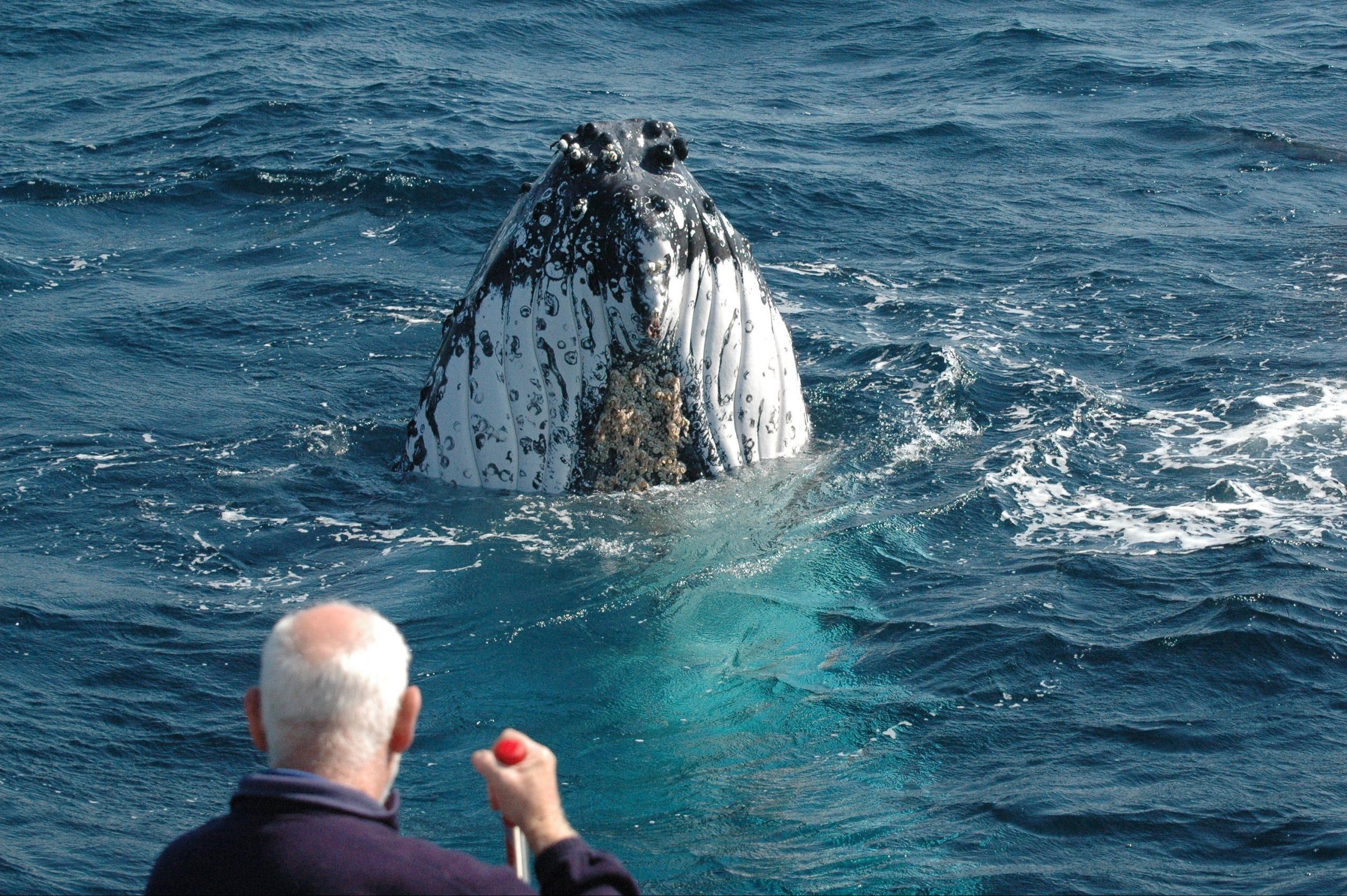 whale spy hopping looking at us only metres from the boat