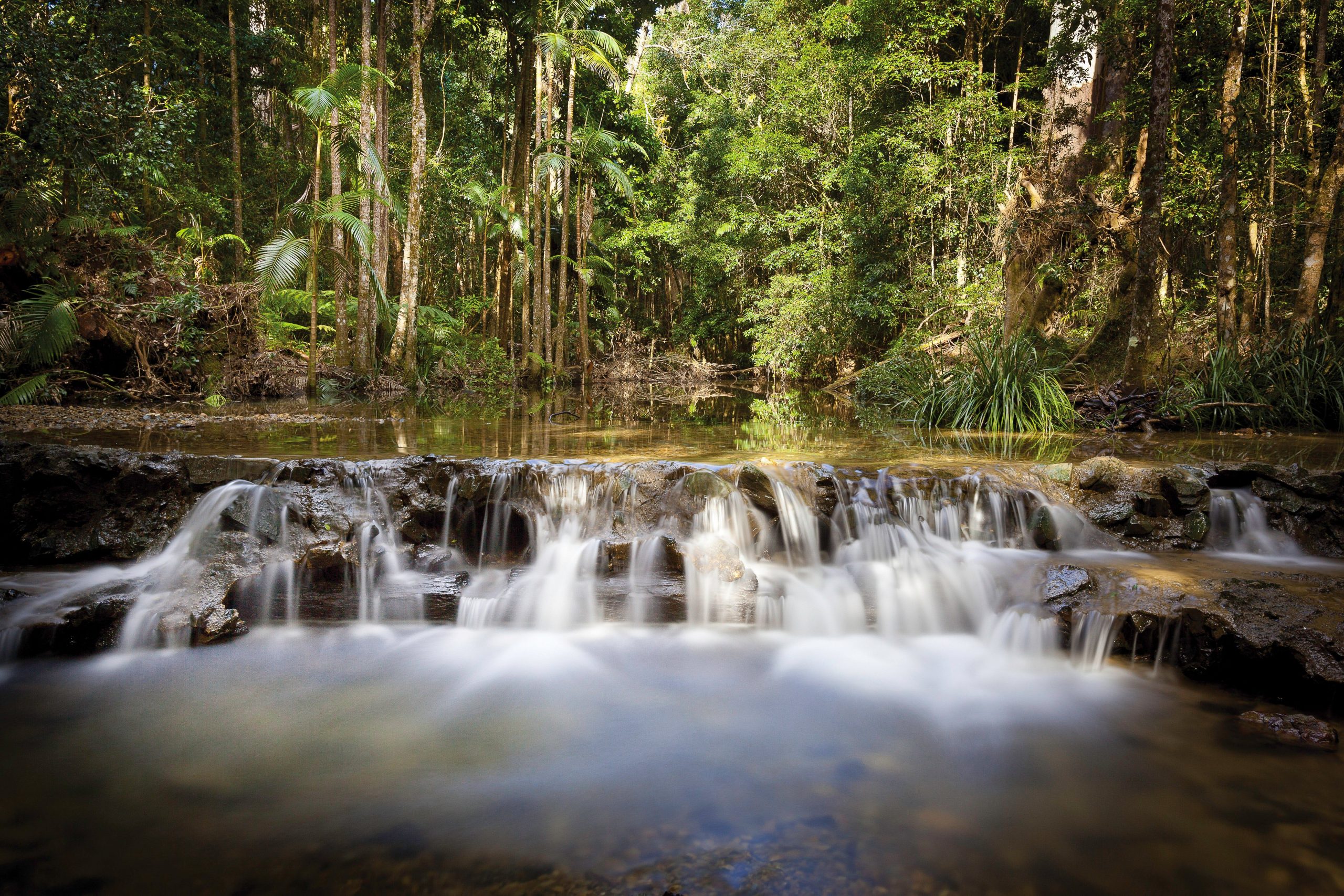 Cascading water in Orara East State Forest