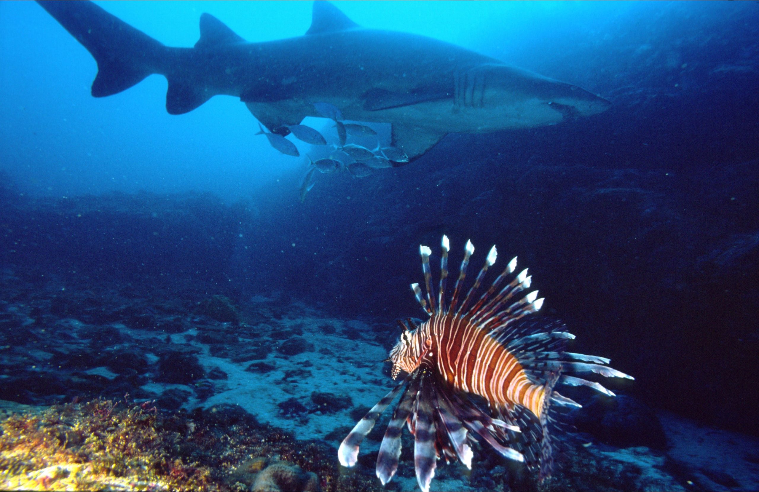Solitary Islands Marine Park