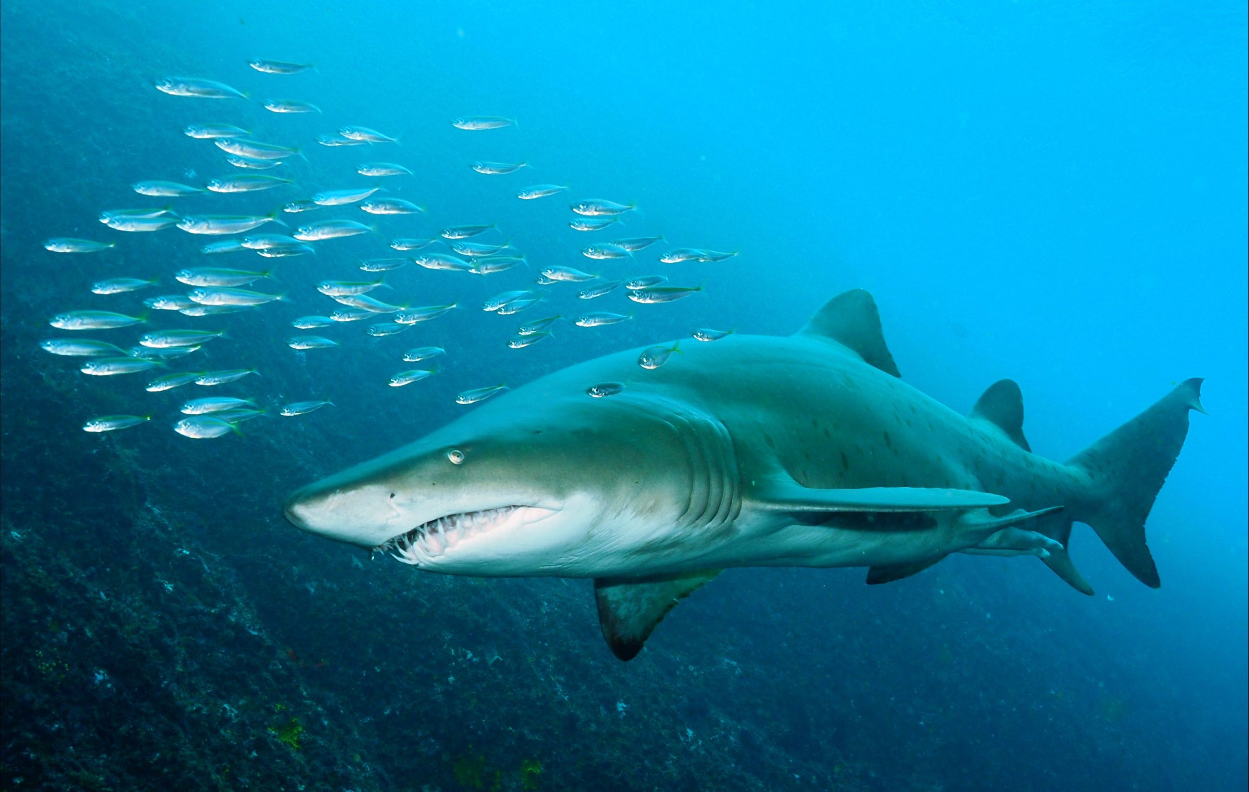 Grey Nurse Sharks at South Solitary Island