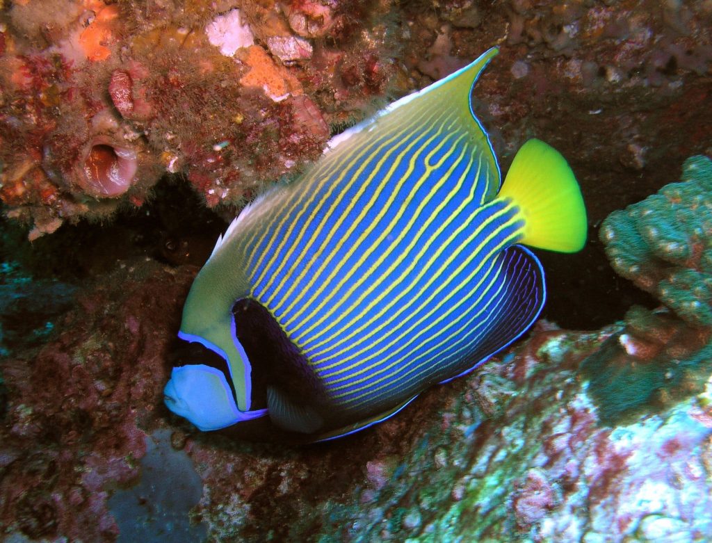 Angelfish at South Solitary Island