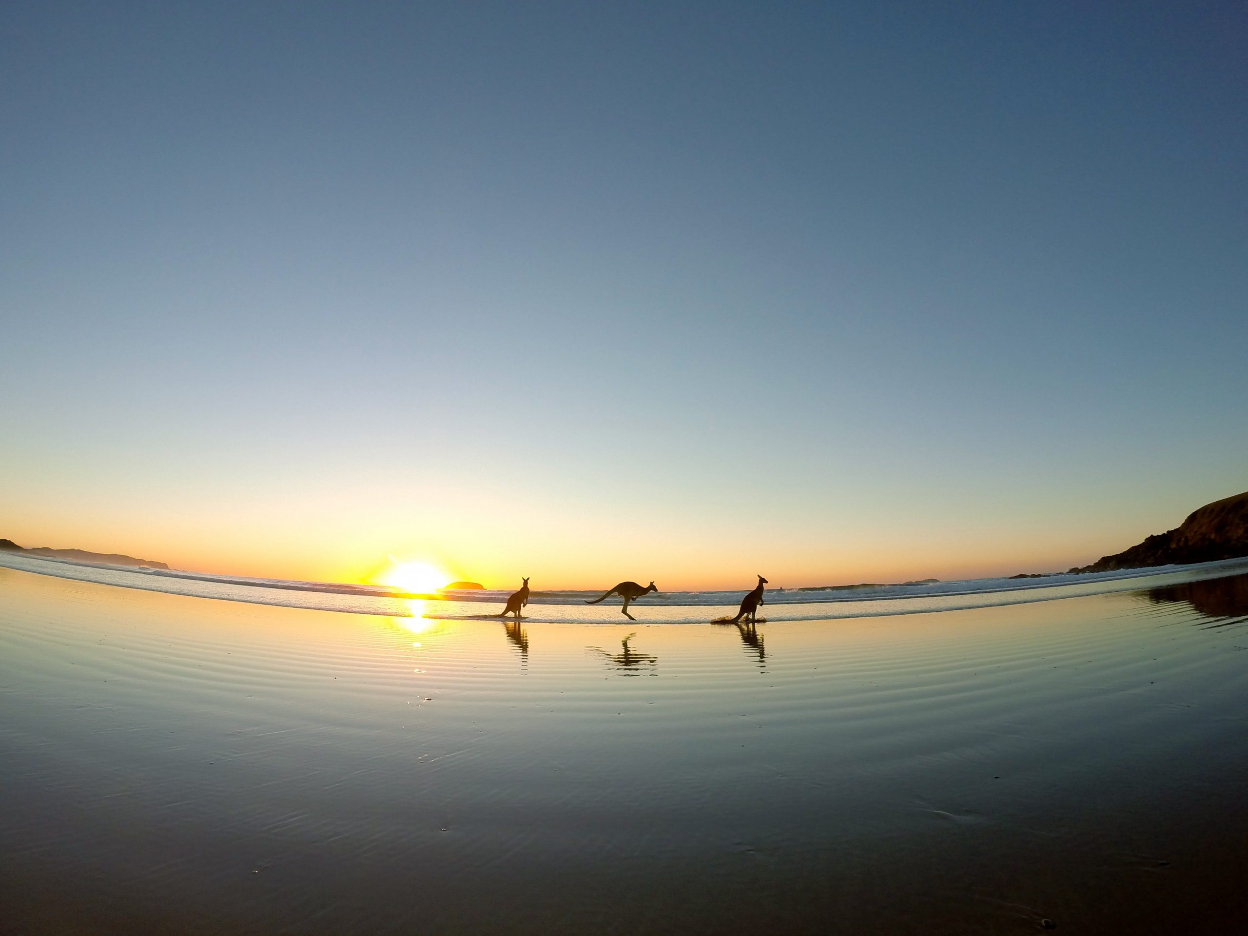 Kangaroo Sunrise at Emerald Beach