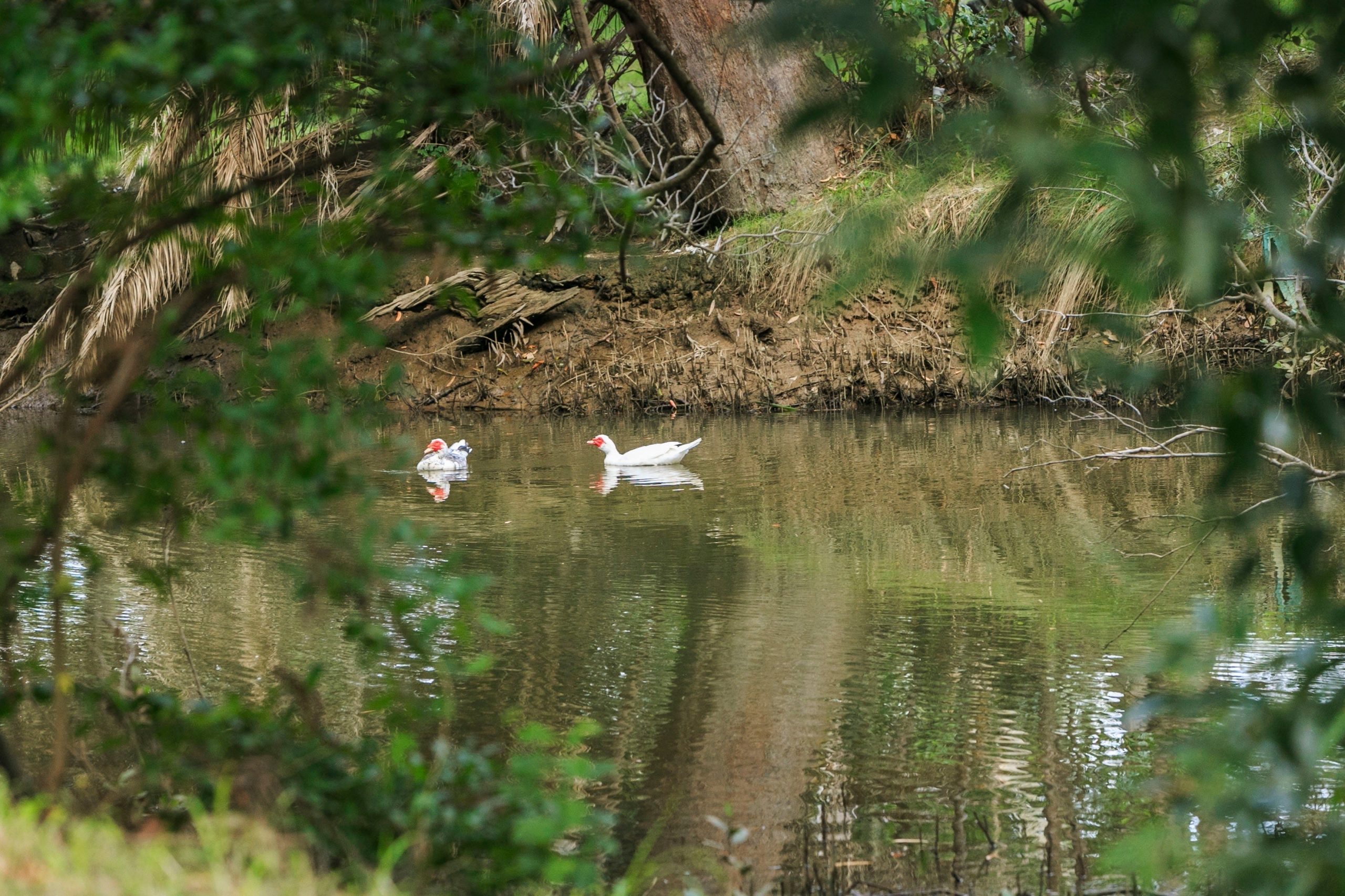 Ducks swimming in the creek near Reflections Holiday Parks Coffs Harbour