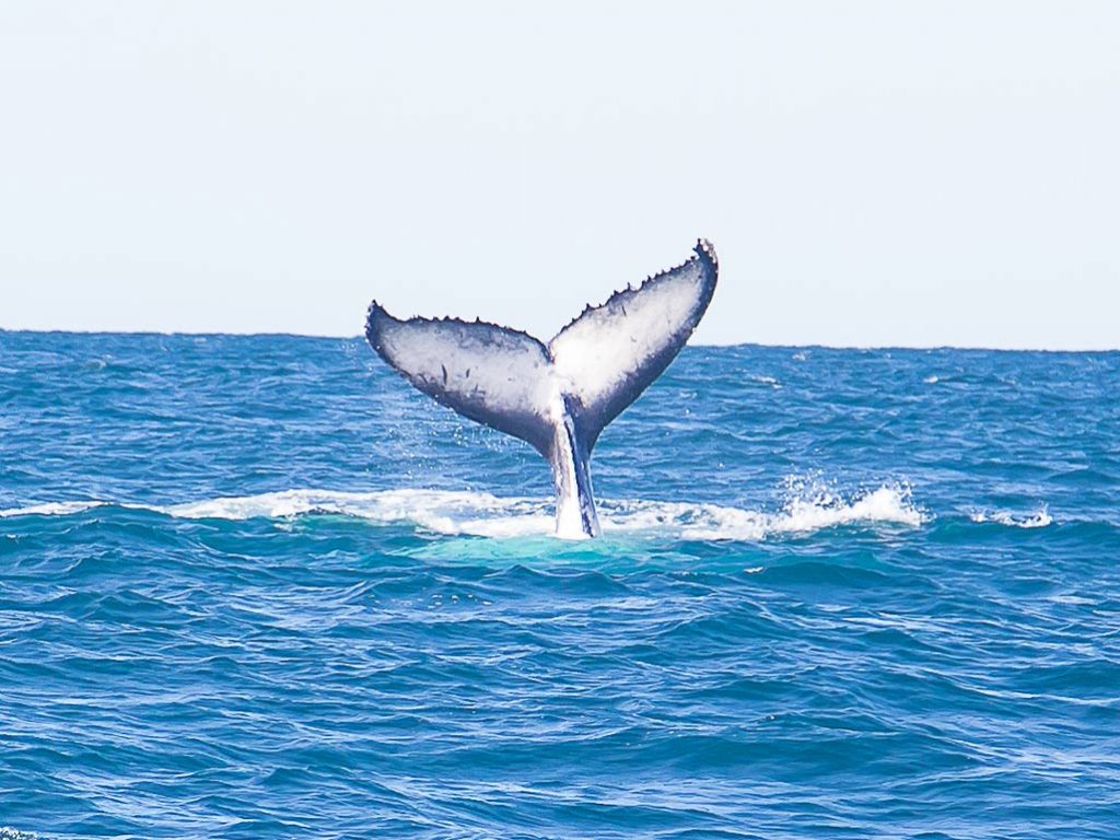 whale breach