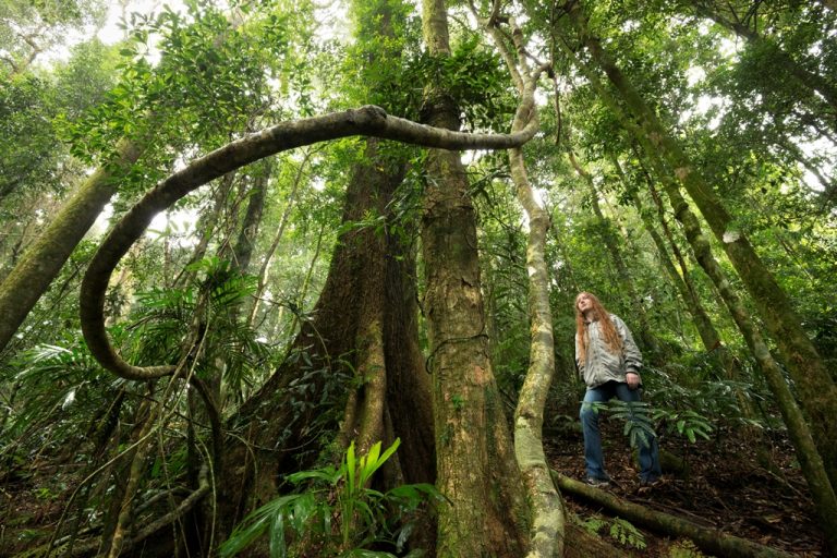 Dorrigo National Park