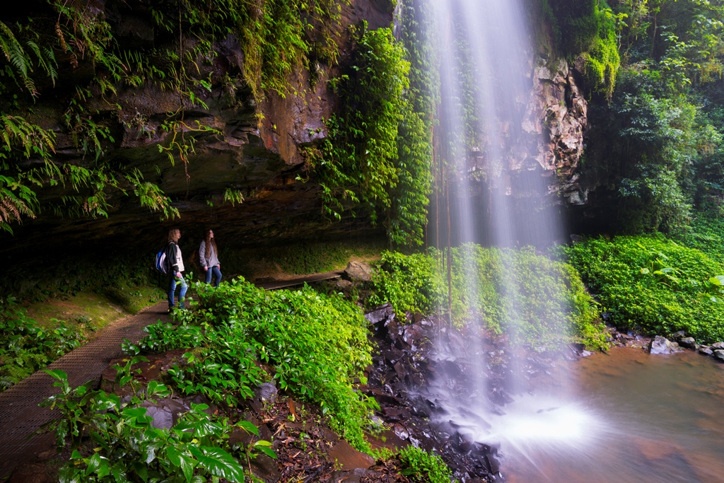 Dorrigo National Park