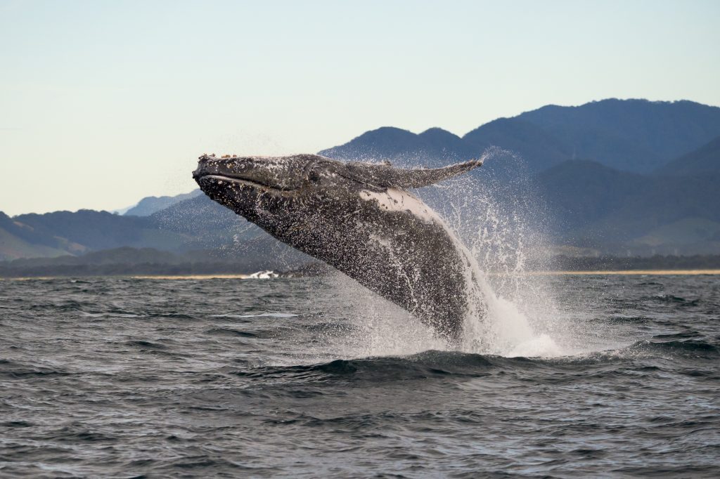 whale breach