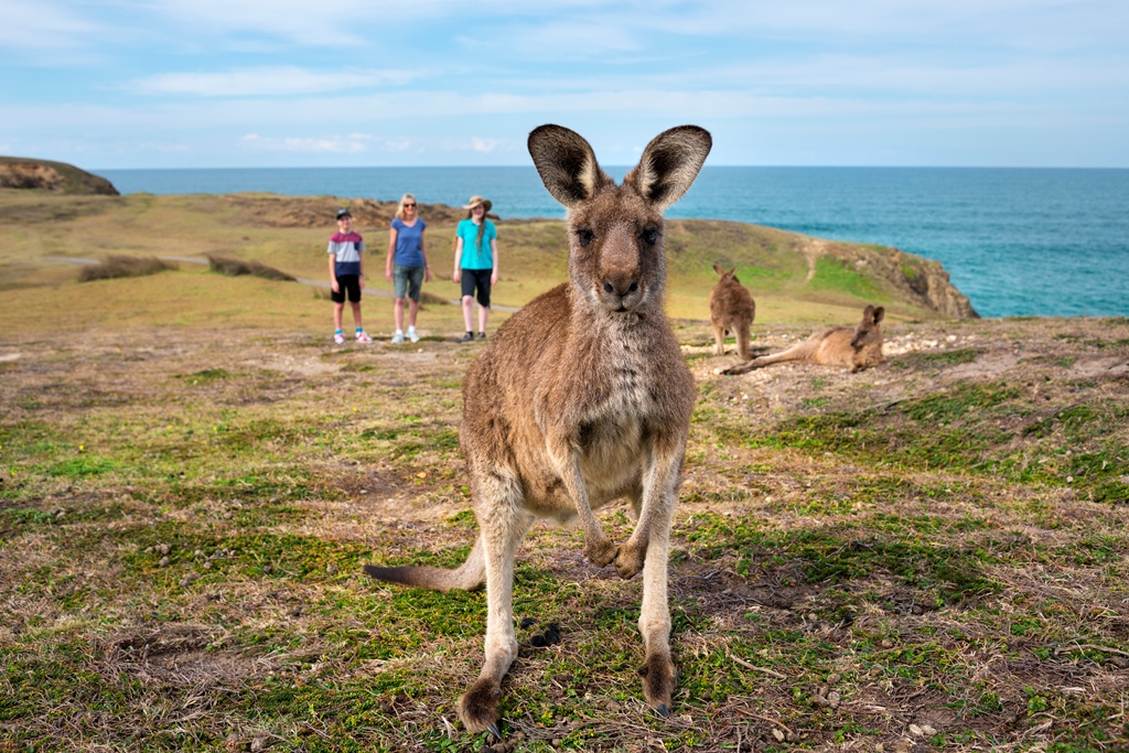 Kangaroos at Look At Me Now Headland Emerald Beach