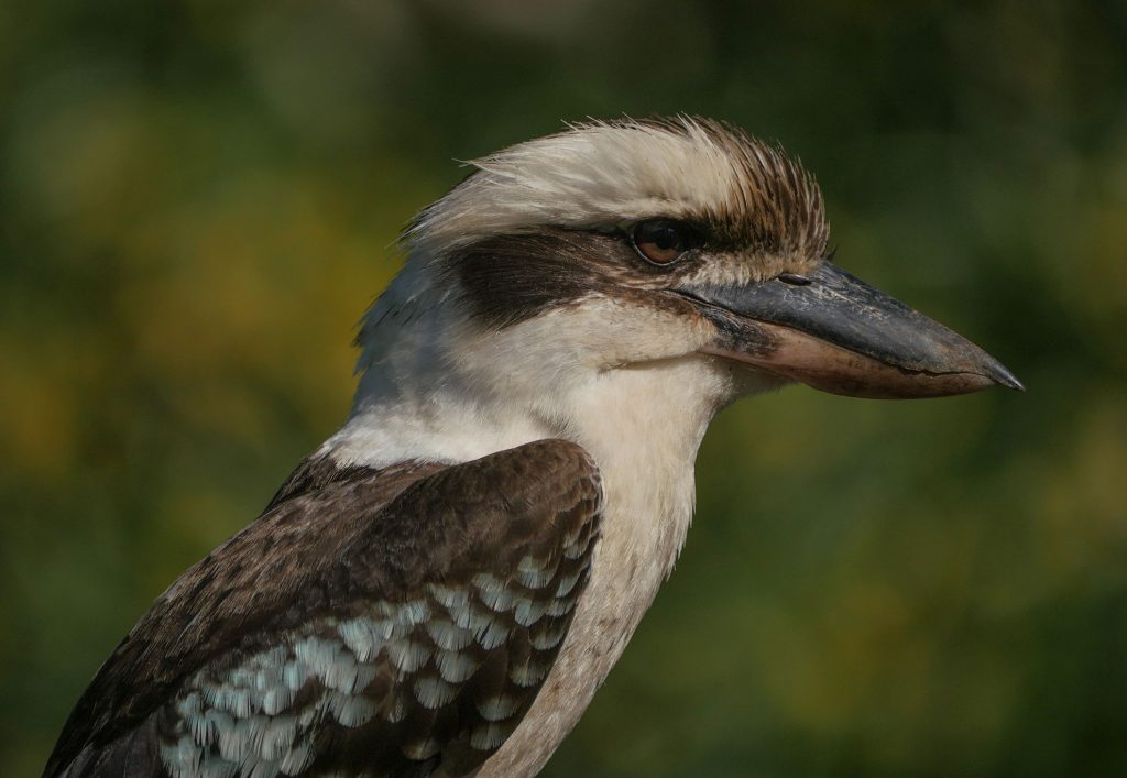 Kookaburra