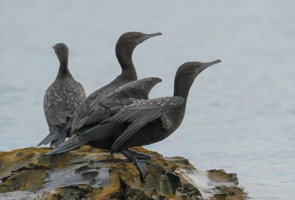 Little Black Cormorant