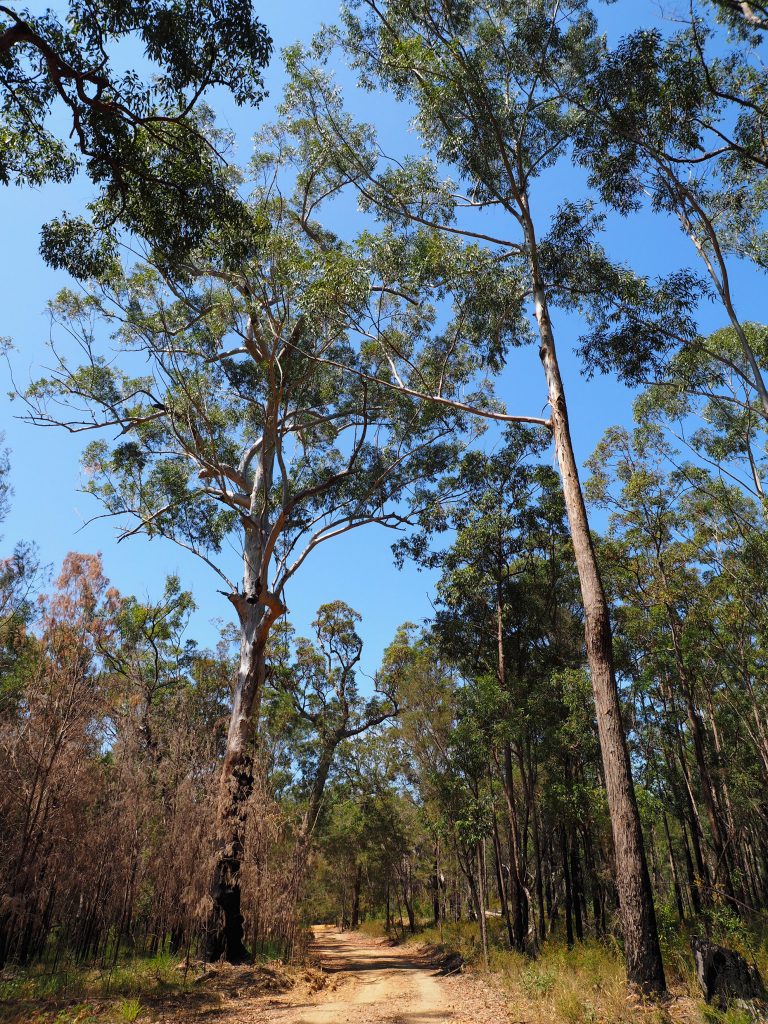 Yuraygir National Park
