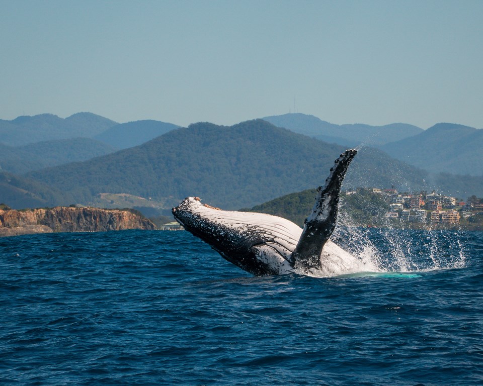 A whale watching adventure with Jetty Dive