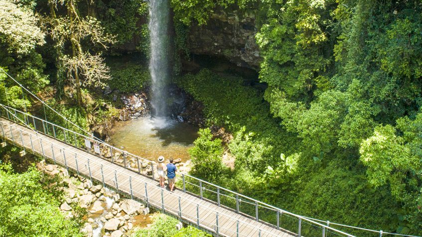 Dorrigo National Park