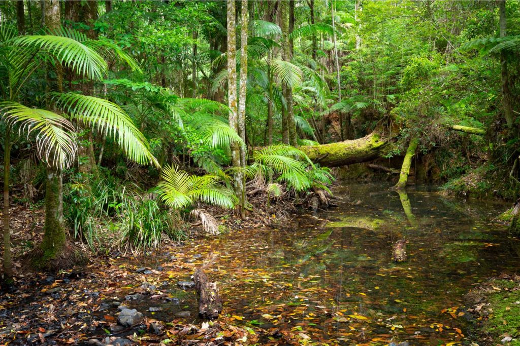 The Coffs Coast Is A Nature Lovers Paradise