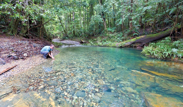 Dorrigo National Park