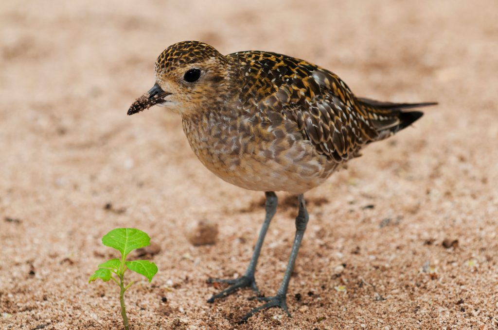 Golden Plover