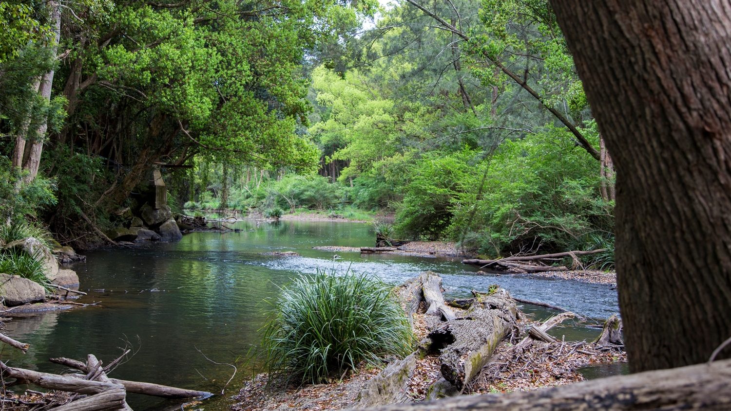 Orara River, Coramba