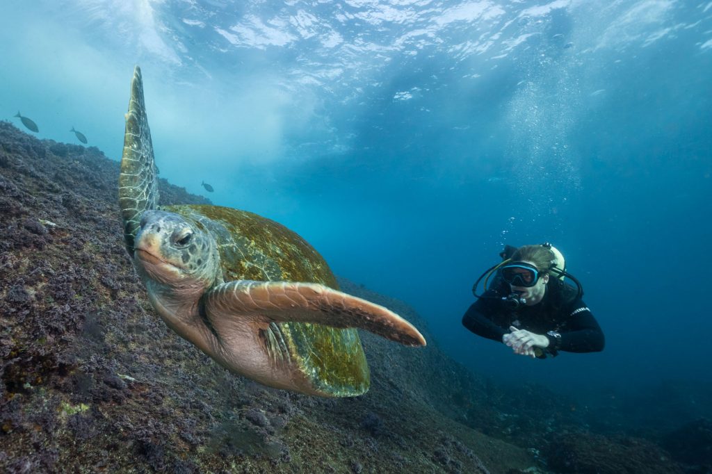 Turtle At Cleaner Station