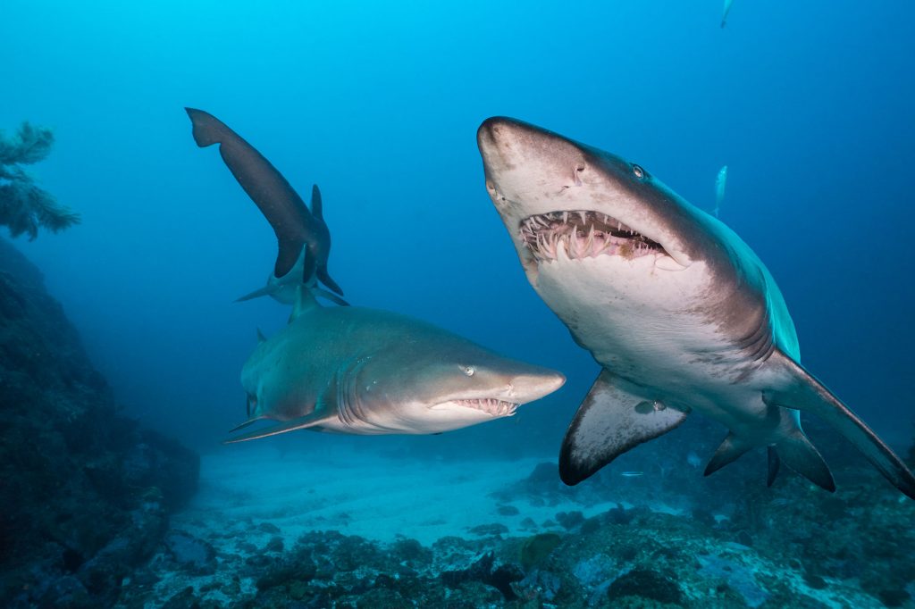 Grey Nurse Shark At Shark Gutter