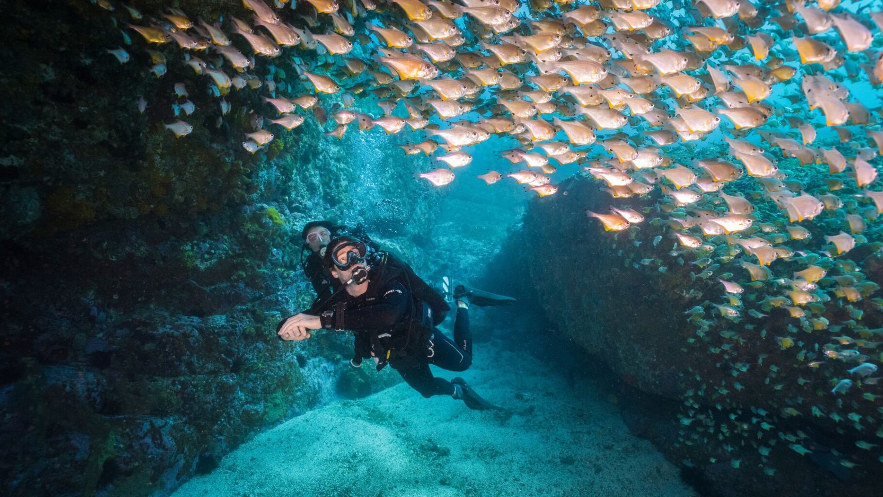 The Solitary Island Marine Park Is Home To Tropical And Temperature Fish Species