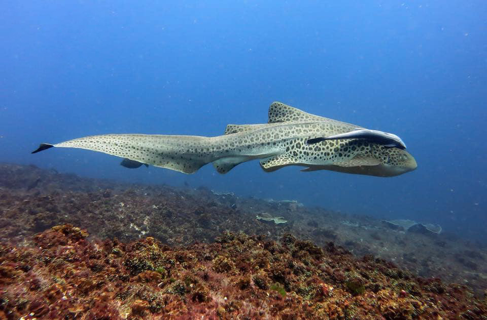 Leopard Shark