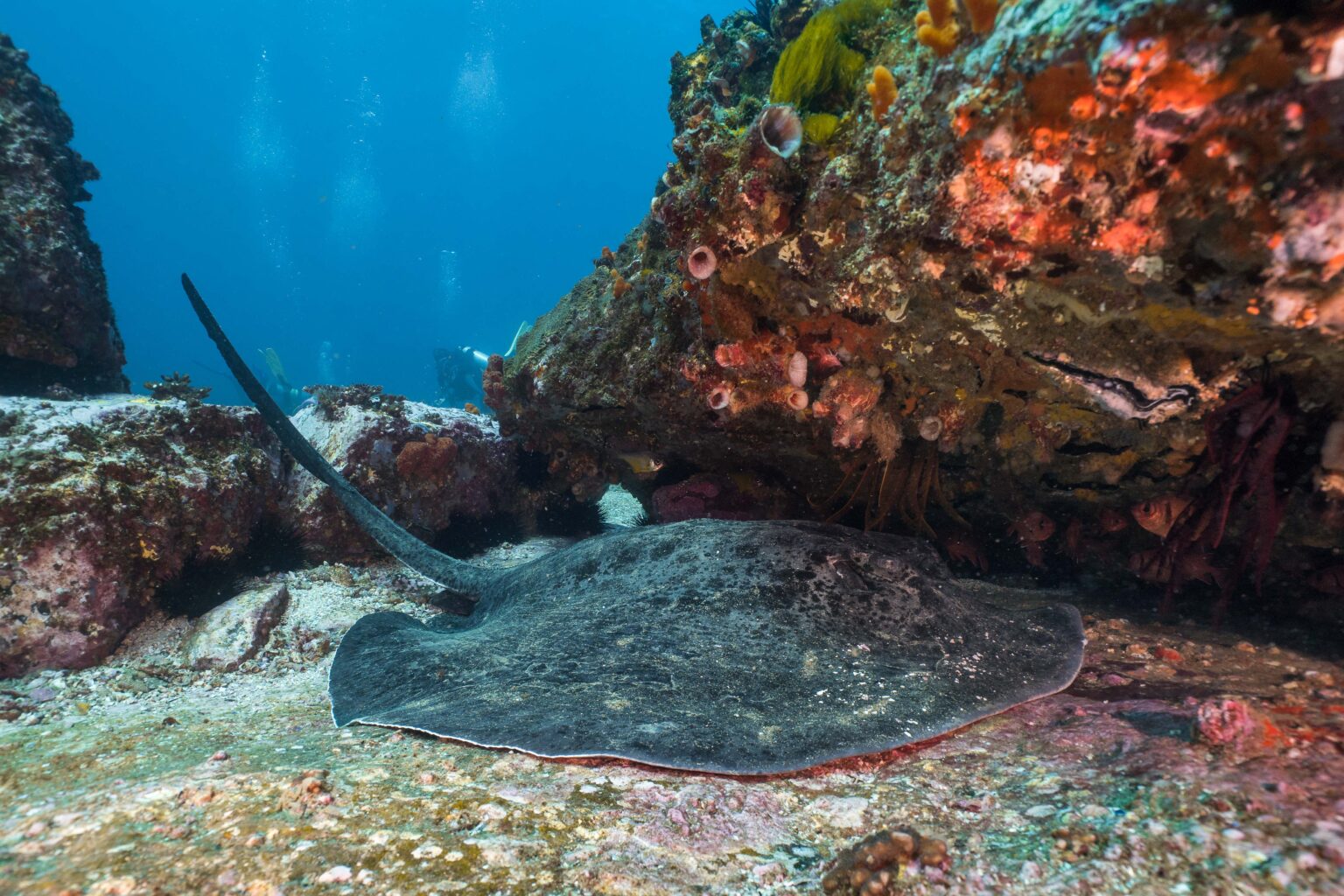 Sting Ray At North Solitary