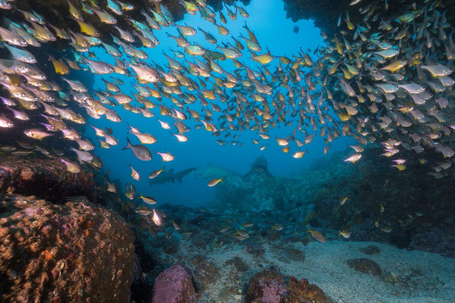Expect To See Groups Of Blue Tang, Manta Rays and Anemone Fish On A Dive