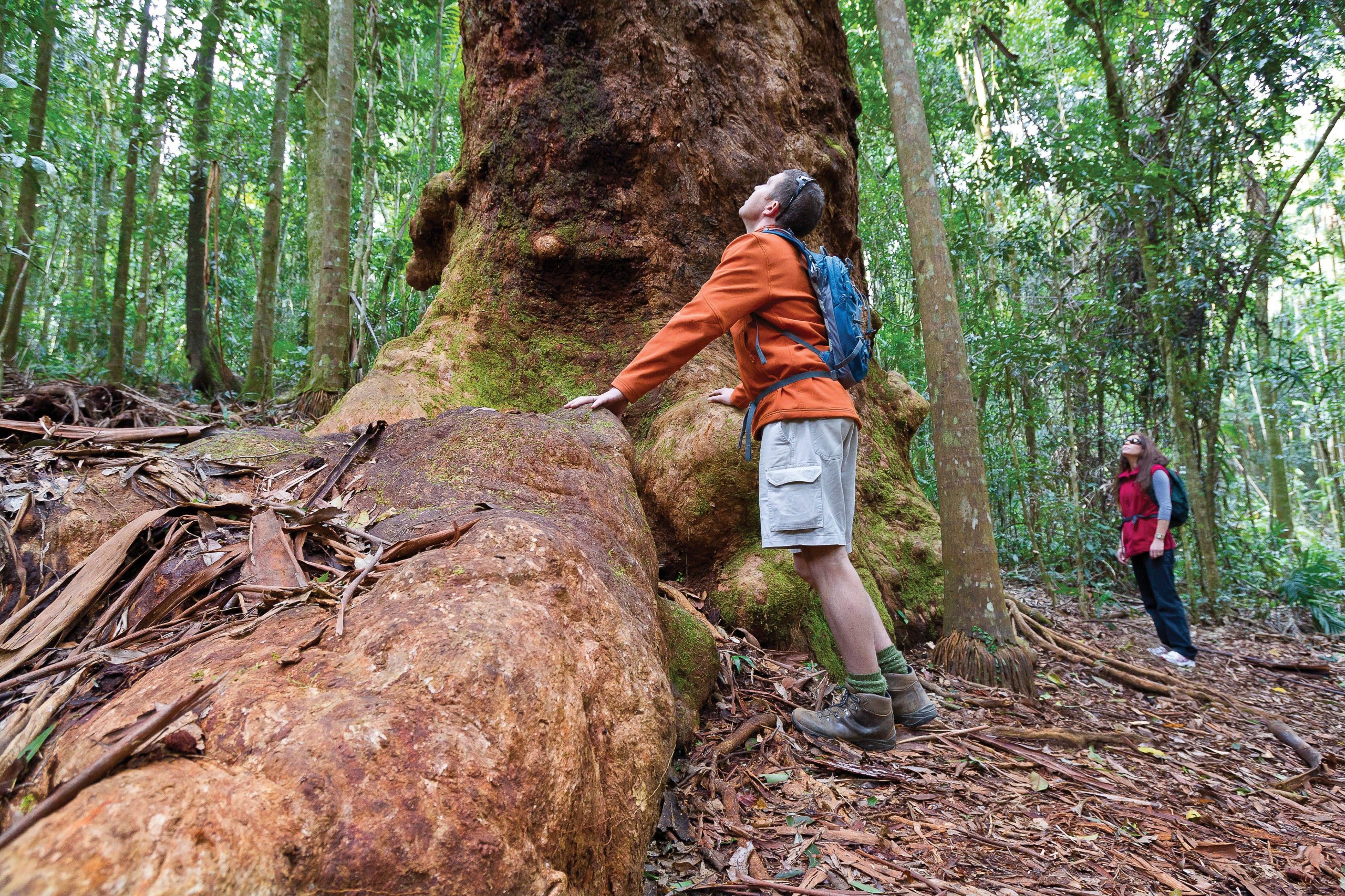 Discover ancient trees in Orara East State Forest