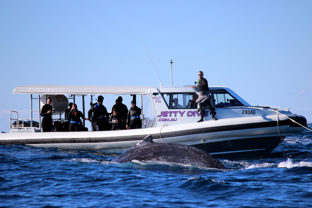 Mega Wild Boat Is The Newest Addition To Jetty Dive