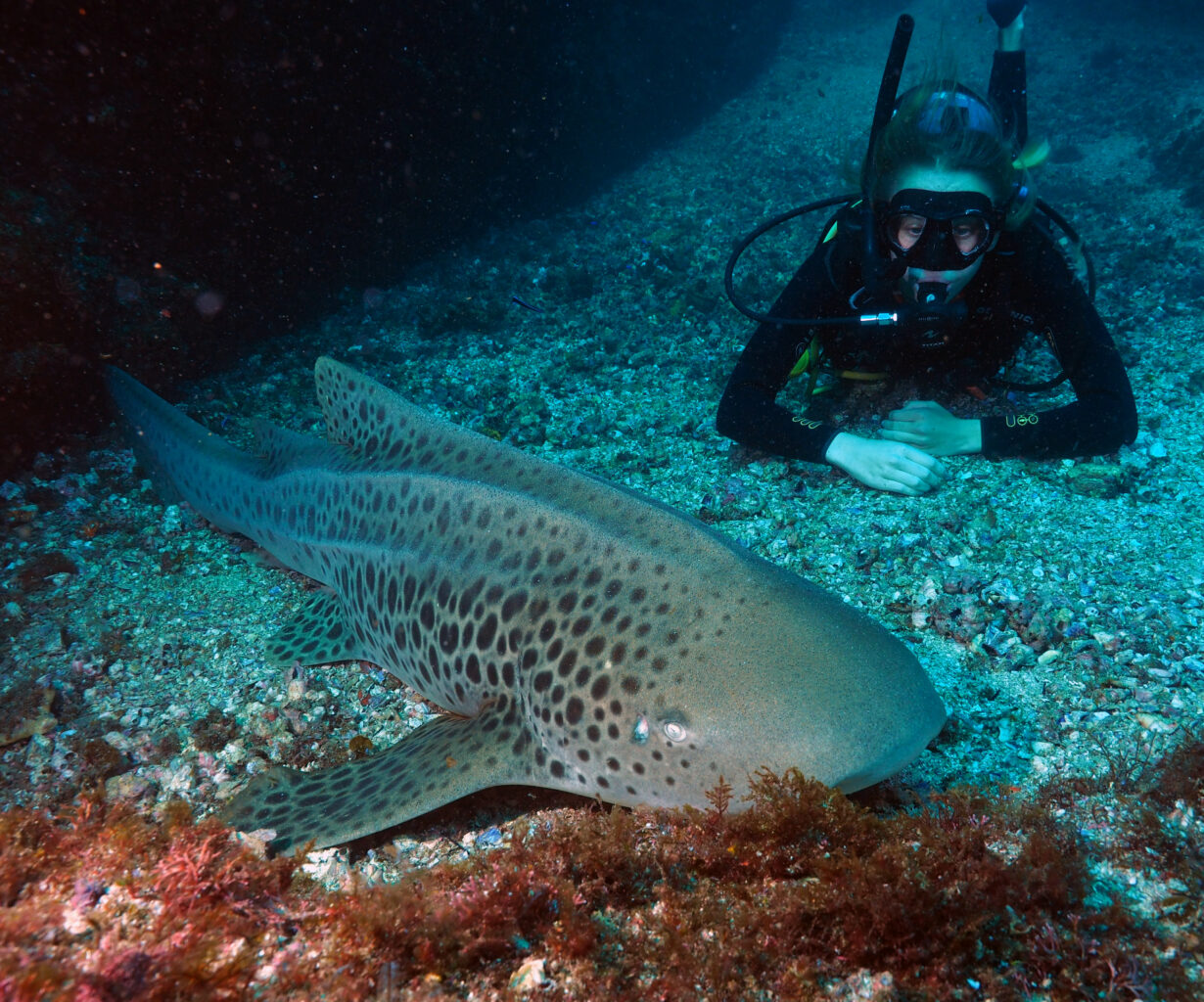 In The Summer Months You Can find Plenty Of Leopard Sharks