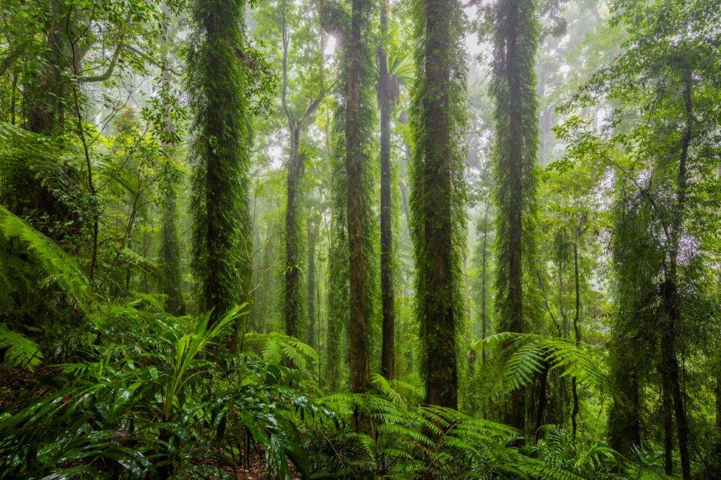 Dorrigo National Park