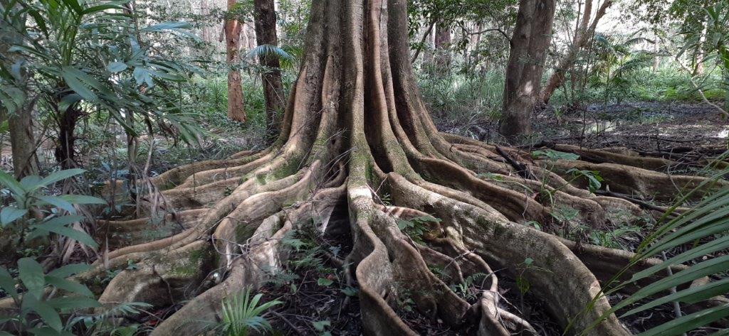 Discover Ancient Trees