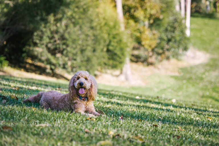 Pet Friendly Friday Creek