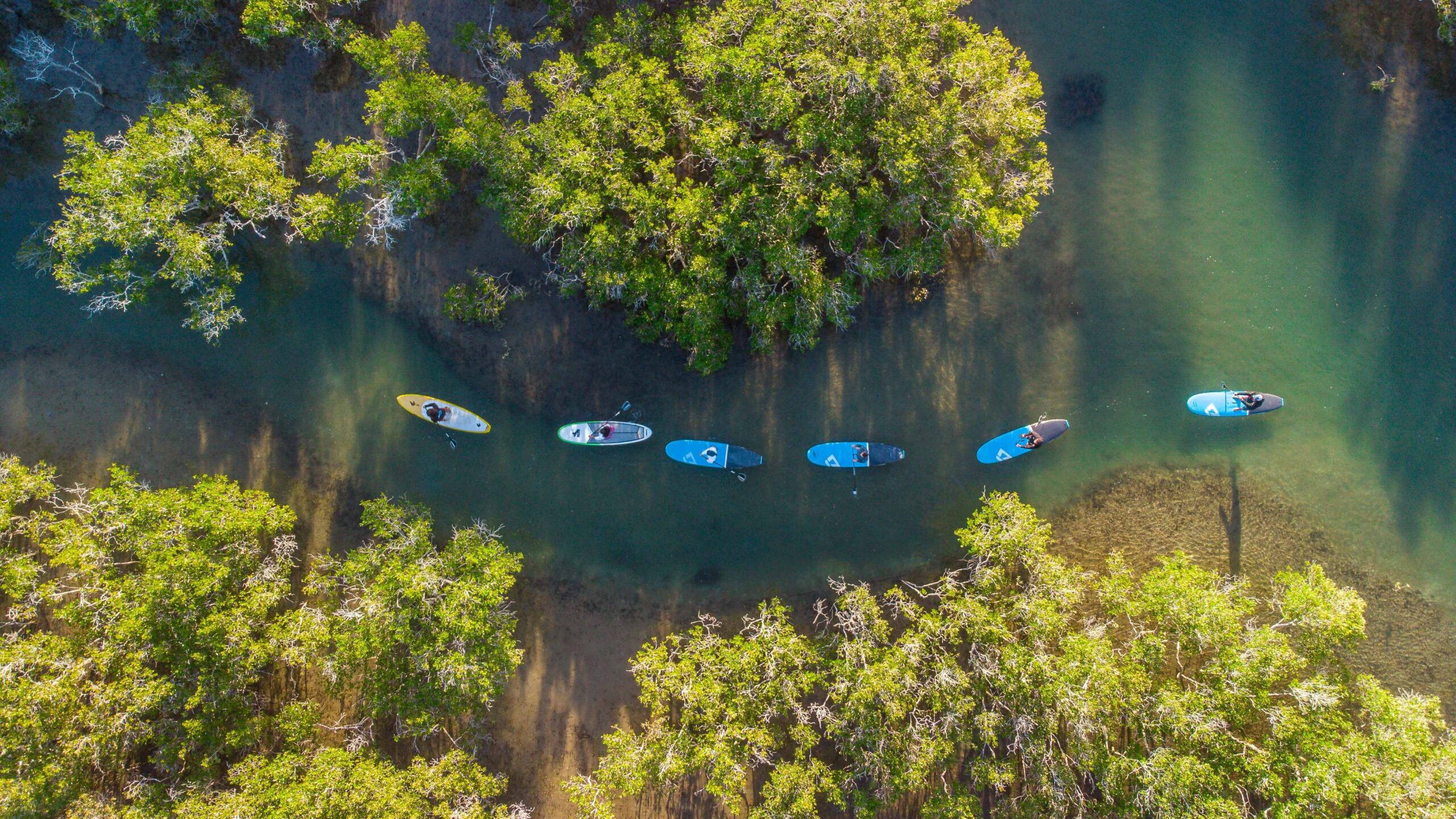 Standup Paddle Boarding on Moonee Creek with Wajaana Yaam Adventure Tours