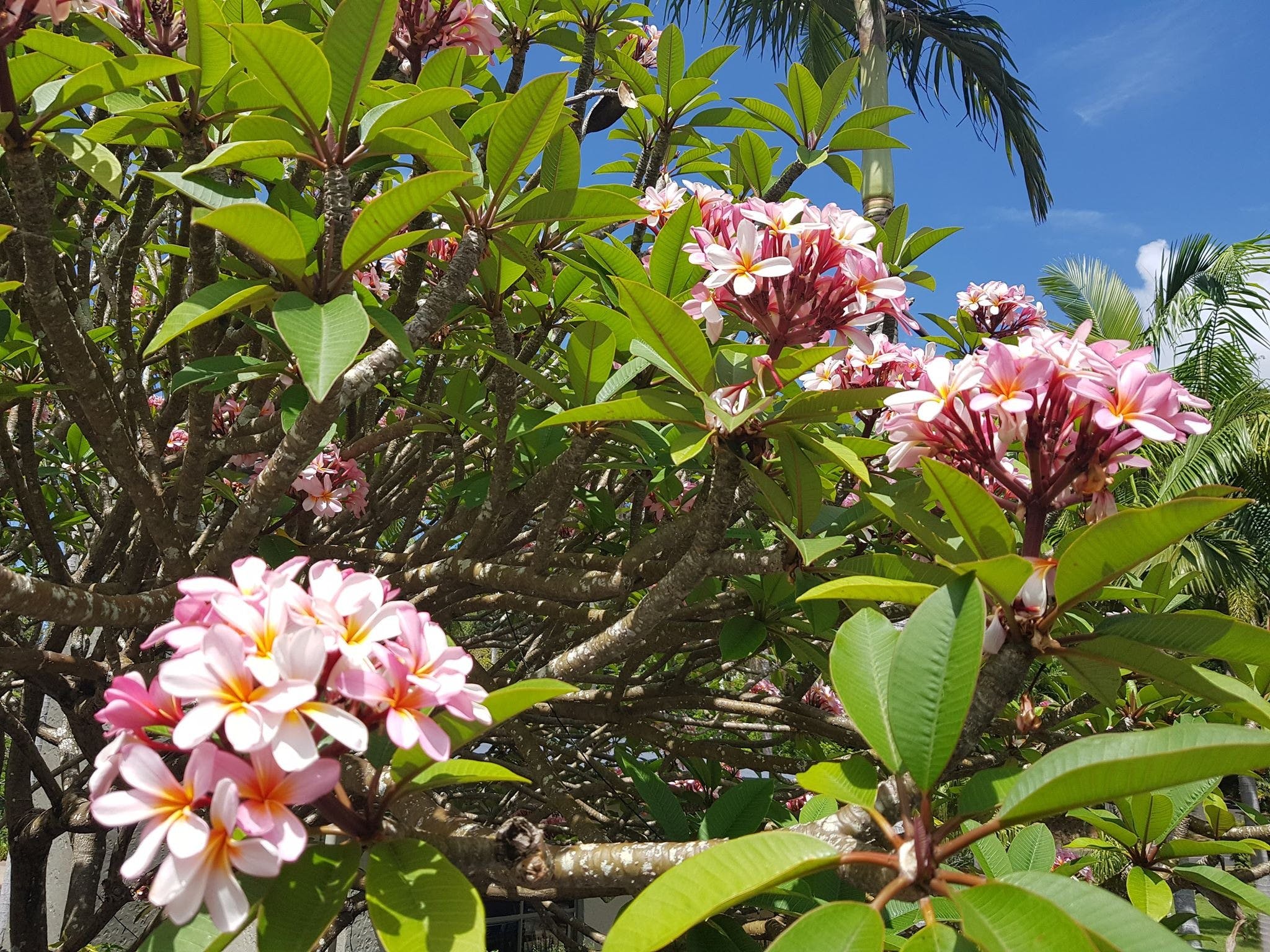 Lots of tropical flowers on site