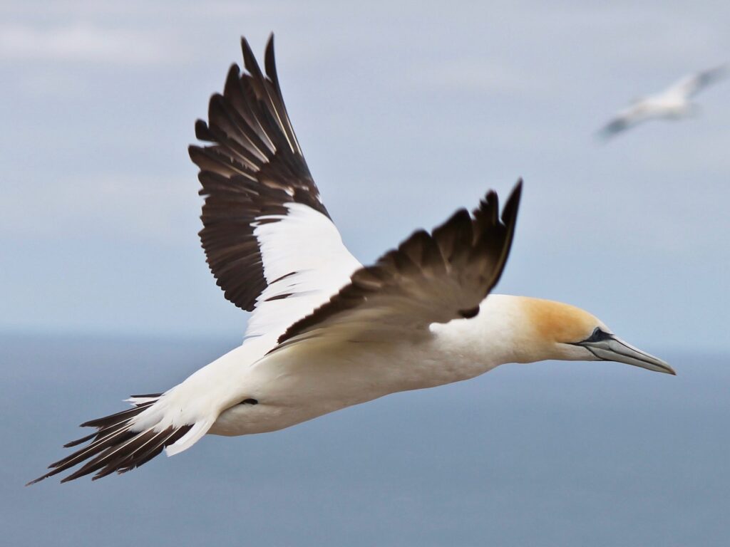 Australasian Gannet