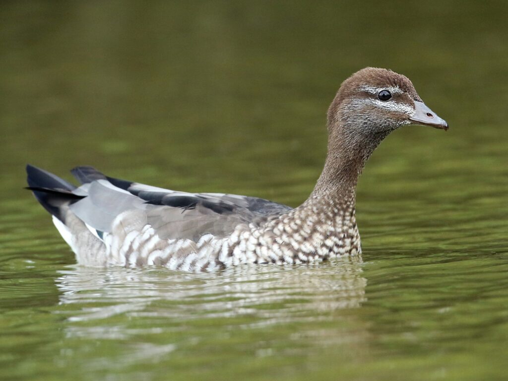 Australian Wood Duck At Coffs Harbour Botanic Gardens