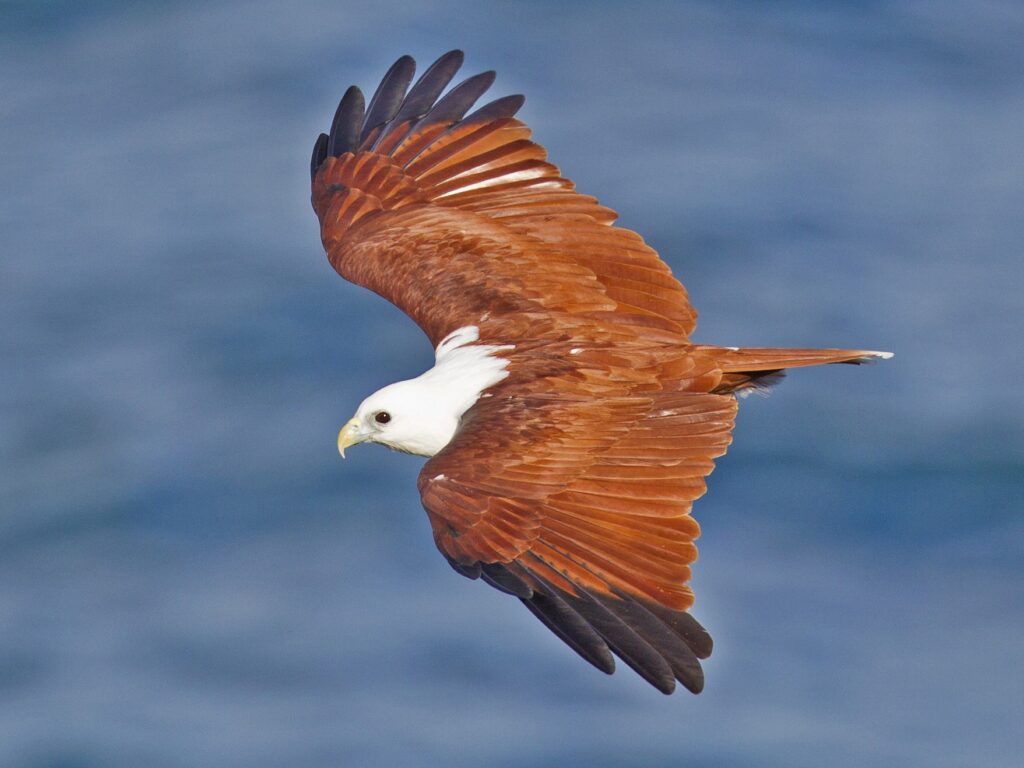 Brahminy Kite