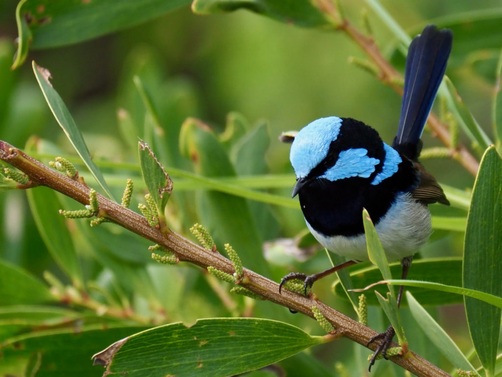 Fairy Wren