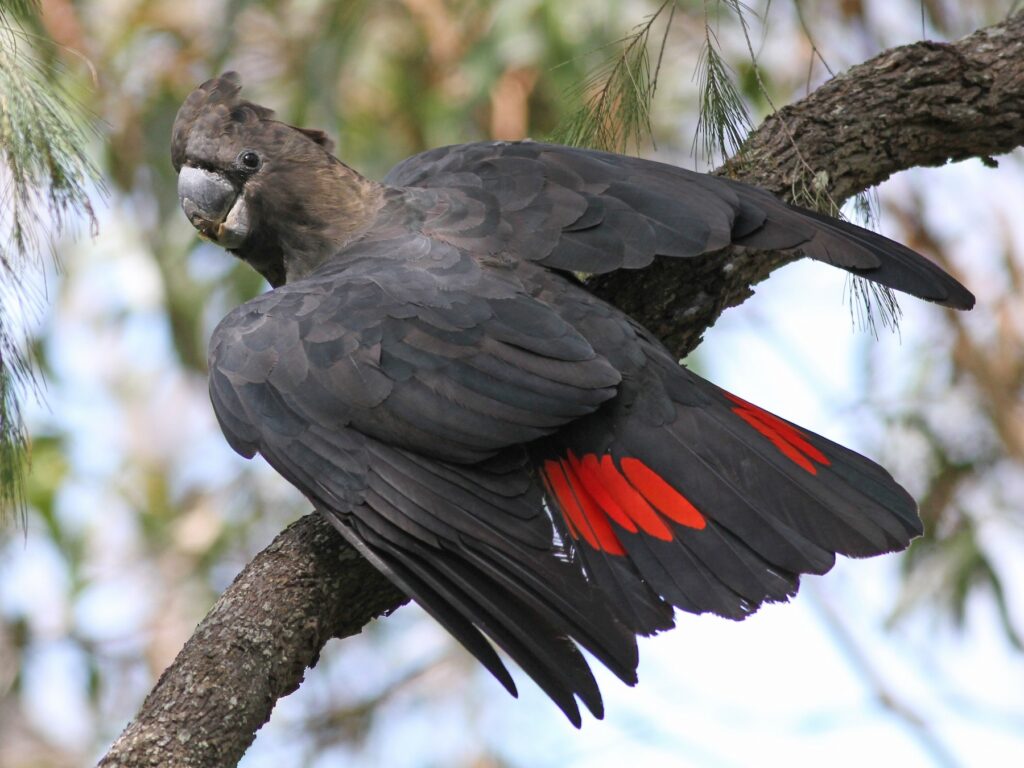 Glossy Black Cockatoo Coffs Harbour Botanic Gardens