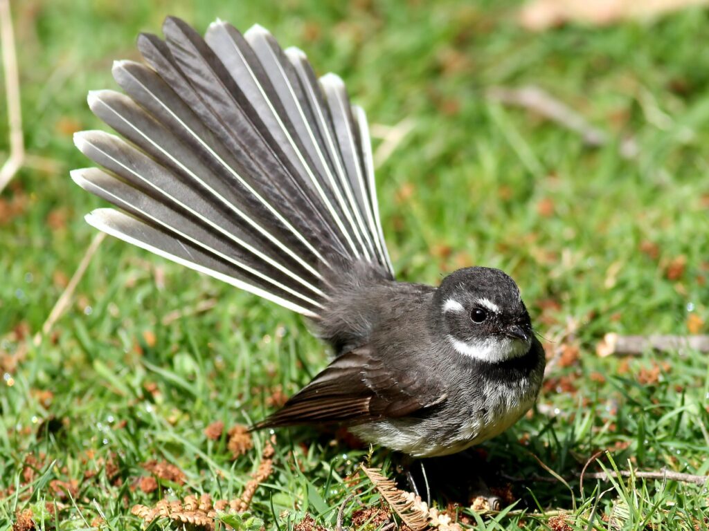 Grey Fantail