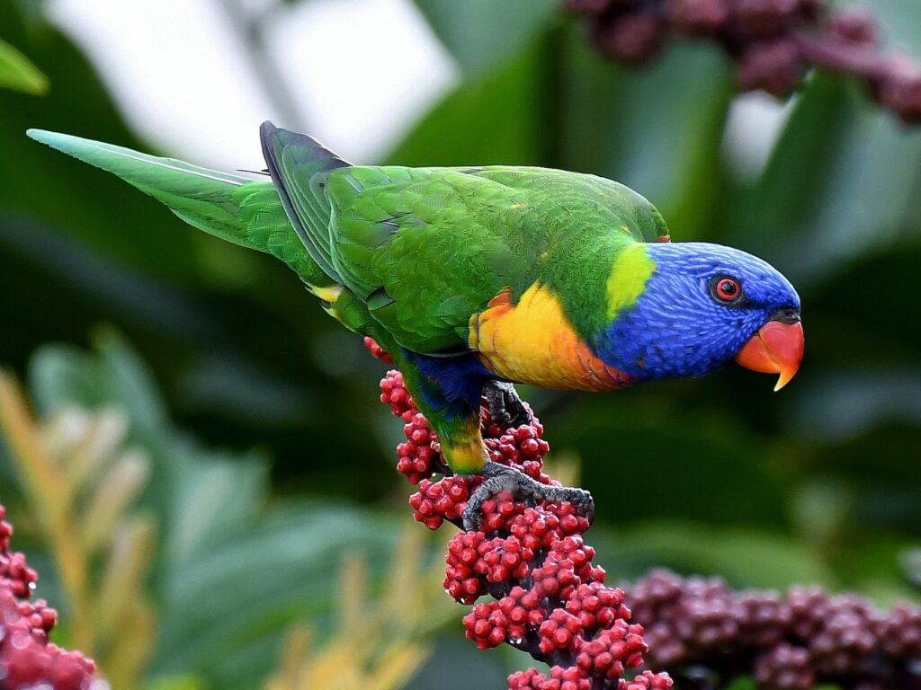 Rainbow Lorikeet At Coffs Harbour Botanic Gardens