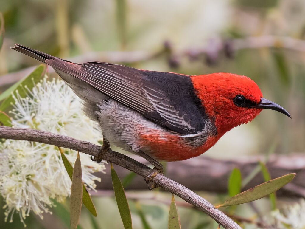 Scarlet Honeyeater