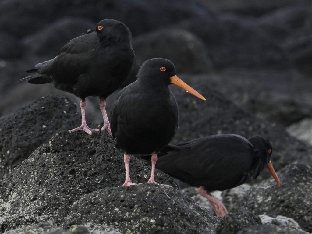 Sooty Oystercatcher
