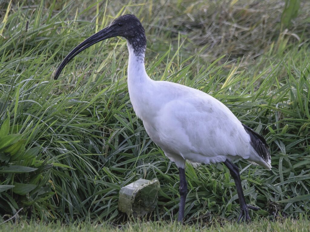 White Ibis