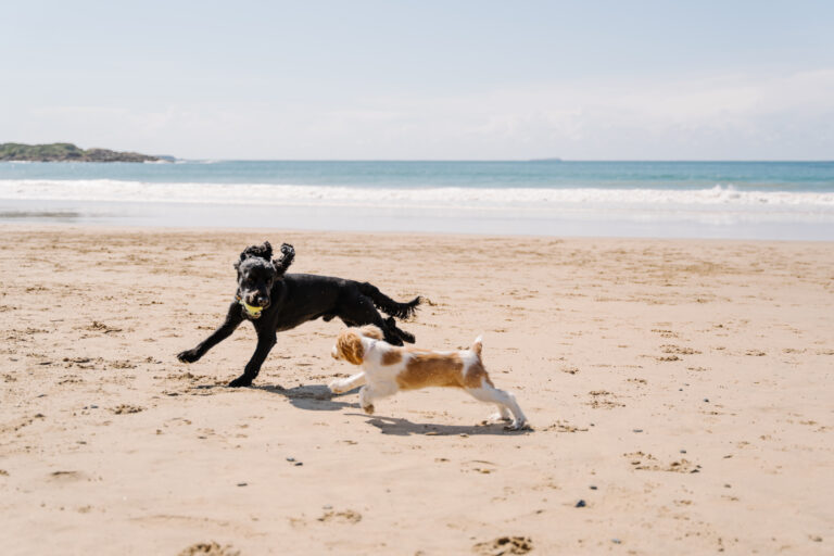 Pet Friendly North Wall Beach