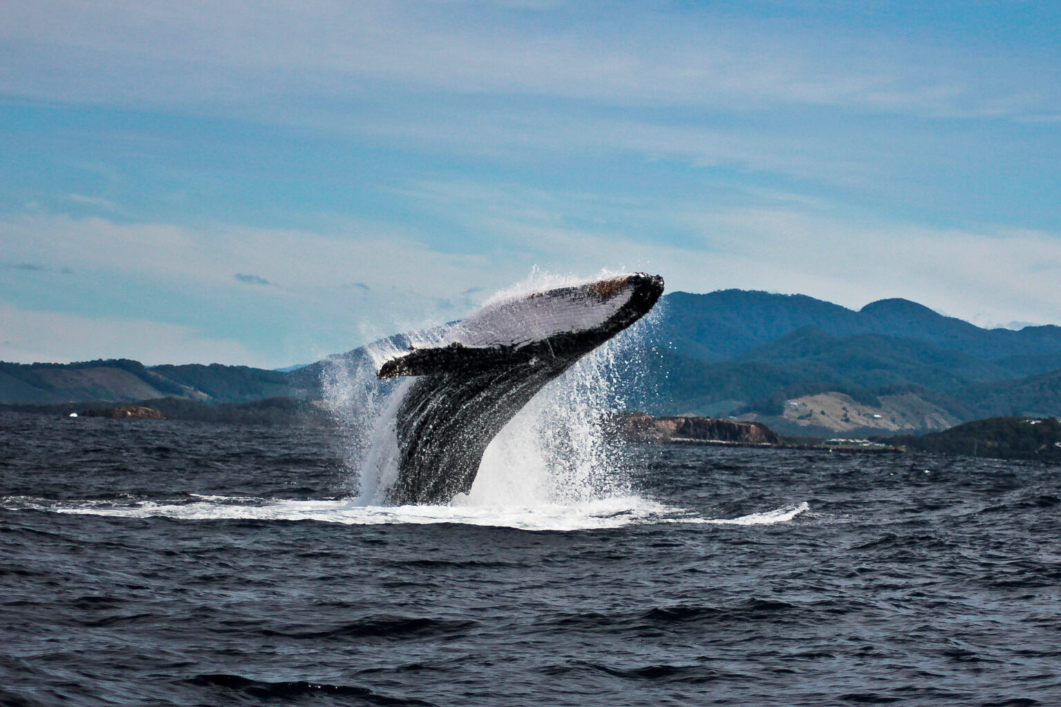 Whale Breaching