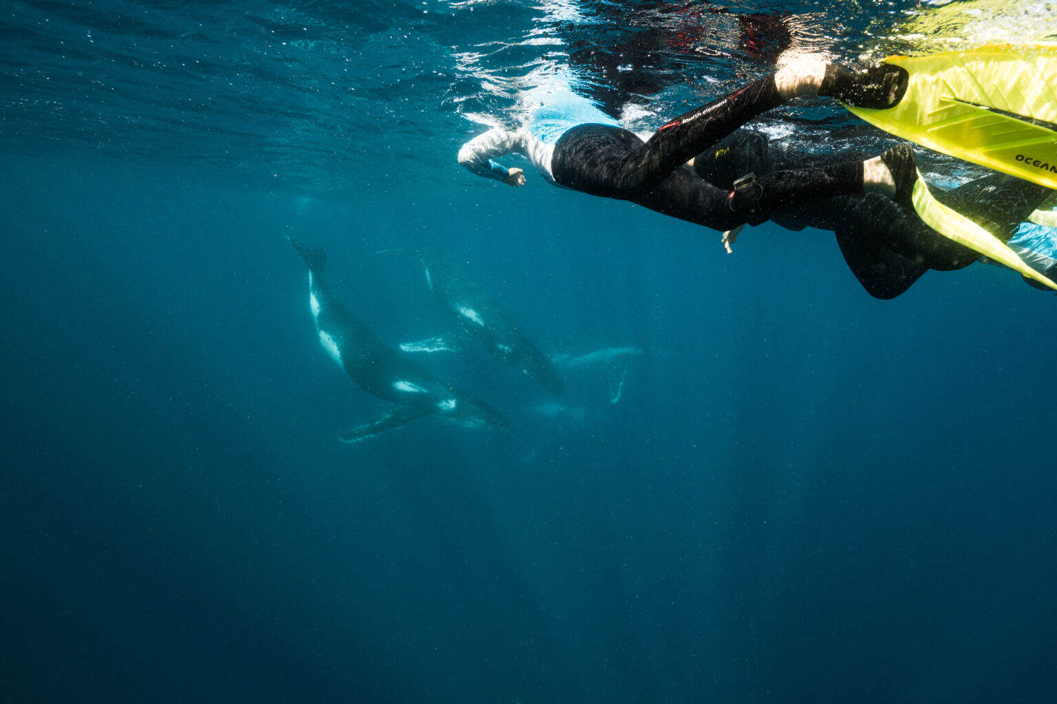 Swim with the Whales